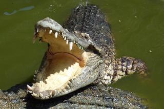 Ośmioletni chłopiec zabity przez krokodyla! Zginął na oczach przerażonych rodziców