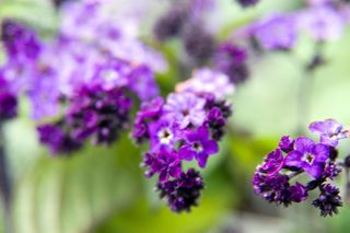 Ta roślina była hitem PRL-u. Zasadź ją teraz, a będzie kwitnąć aż do jesieni 