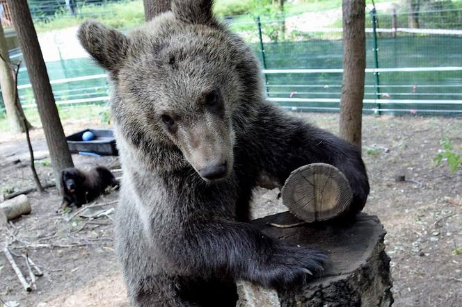 Do azylu w zoo trafiła m.in. mała niedźwiedzica Cisna, którą pokochali wszyscy poznaniacy.