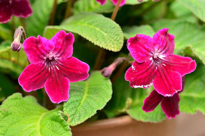 Streptocarpus