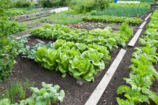 Warzywa z ogrodu. Zakładamy własny ogród warzywny