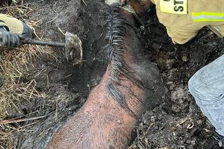 Strażacy uratowali konia tonącego w błocie