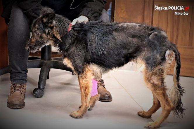 Orzesze: Opiekunowie zgotowali Fionce piekło. Wystające kości przebiły jej skórę! Serce pęka