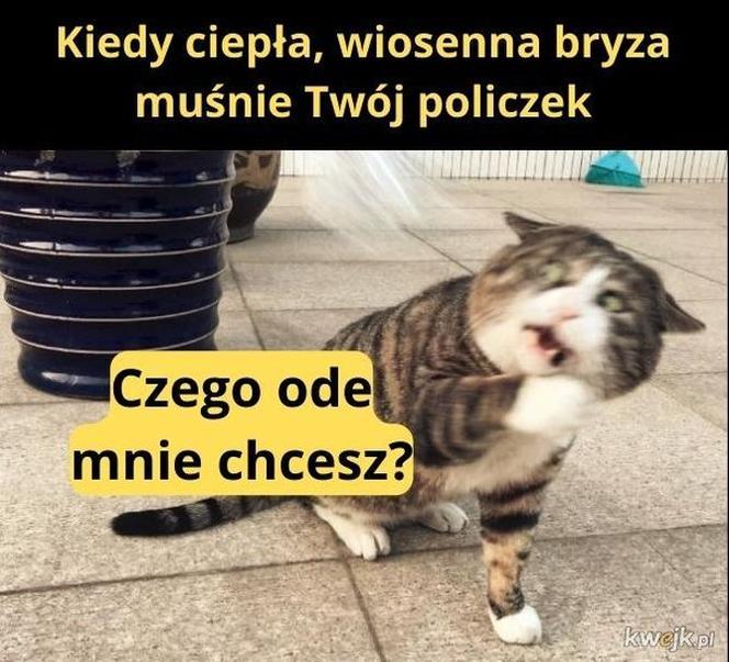 Memy na wiosnę 2023. Te najlepsze obrazki rozbawią Cię do łez!