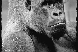 Warszawskie ZOO. Goryl M’Tonge Mutek