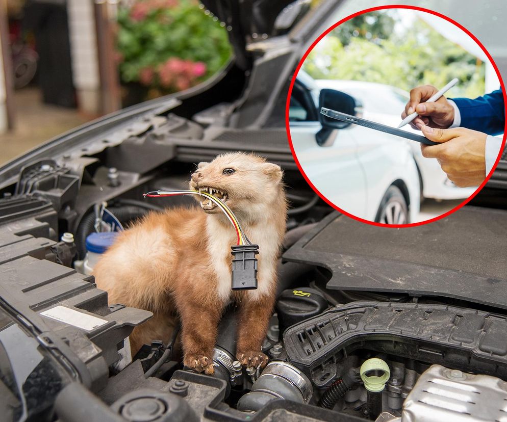 odszkodowanie za szkody wyrządzone przez kunę