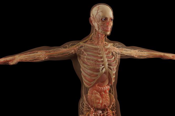 W pilskiej PUSS-ie uczą anatomii w 3D