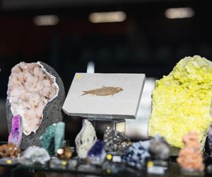 Biżuteria, kamienie i błysk we Wrocławiu! Ruszają Jesienne Targi Minerałów i Jubilerów