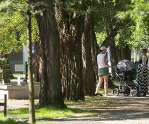  Drzewa będą miały swoje prawa. Zostaną zebrane w Gdańskiej Karcie dla Drzew