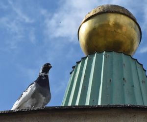 Eksmitują gołębie z Grubej Kaśki na czas remontu