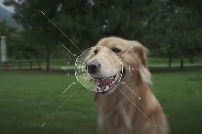Ta aplikacja ustala tożsamość psa za pomocą odcisku nosa. Do czego może się przydać?