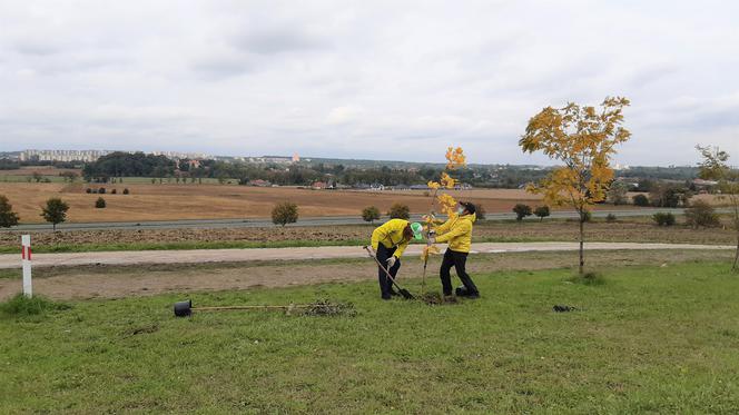 „W zielone gramy” - akcja sadzenia roślin