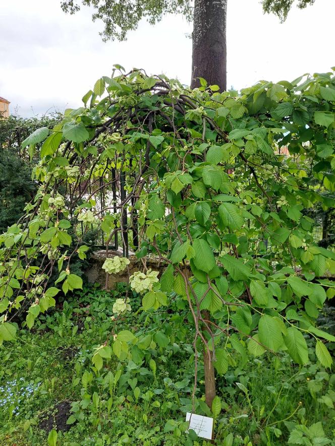 Ogród Botaniczny UKW jest jak nowy. Sprawdźcie, co się tam zmieniło!