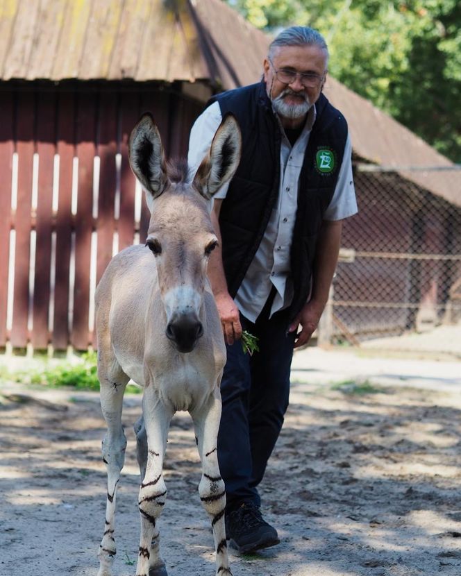 ZOO w Warszawie ma już 97 lat. Wielka feta w stołecznym ogrodzie! Jakie tajemnice kryje jego historia?