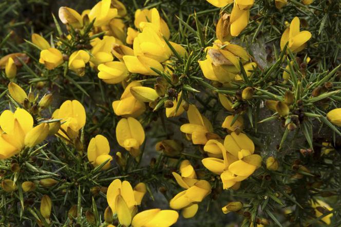 Kolcolist zachodni - Ulex europaeus