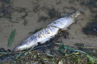 Jezioro Dąbie i śnięte ryby 