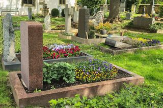 Jakie rośliny kwitnące można posadzić na cmentarzu? 