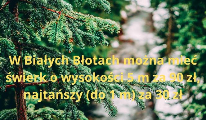 Najtańsze choinki w Bydgoszczy i okolicach. Tu dostaniesz ładnego świerka już za 28 zł