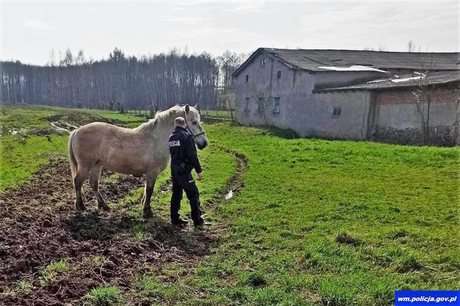 Policja interweniowała wobec konia. Zwierzę buszowało w prywatnym ogródku [ZDJĘCIA]