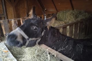 Żywa szopka u Ojców Franciszkanów w Skarżysku-Kamiennej