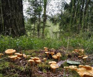 Wysyp grzybów pod Olsztynem. Grzybiarze ruszyli do lasów [ZDJĘCIA]