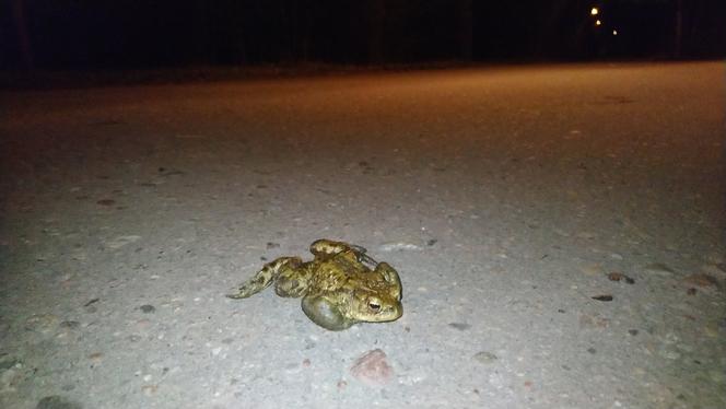 Ropuchom na ratunek! Strażnicy miejscy przybywają z pomocą na Golęcin