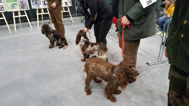 Tysiące psów i odwiedzających. II Międzynarodowa wystawa Psów Rasowych odbyła się w Bydgoszczy