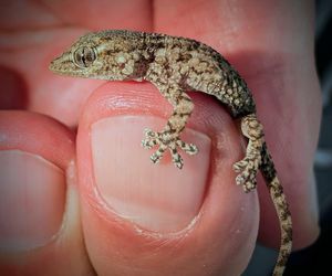 W opakowaniu rukoli znaleziono żywego gekona