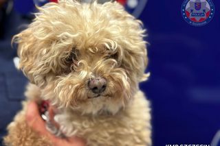 Uprowadzili psy byłego burmistrza Zurychu