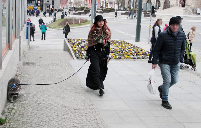 Przygarnęłam szopa