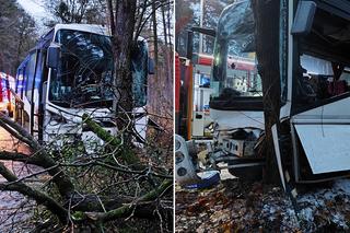 Szkolny autobus uderzył w drzewo. Widok pojazdu mrozi krew w żyłach 
