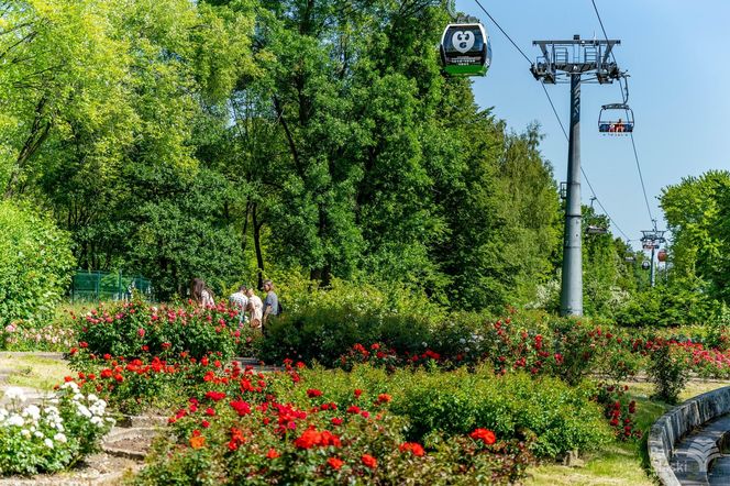 Rosarium w Parku Śląskim