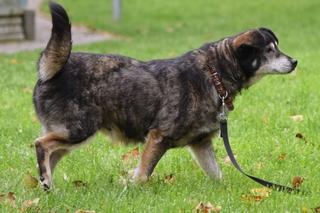 Budzik czeka na nowy dom w COZ Grudziądz