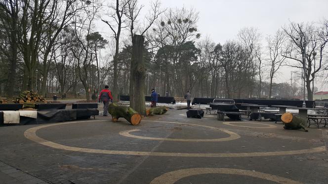 Grudziądzanie bronią drzew. Do Ratusza wpłynęła petycja z podpisami