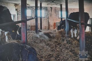Miał w okrutny sposób znęcać się nad bydłem. Zatrzymali go łosiccy policjanci