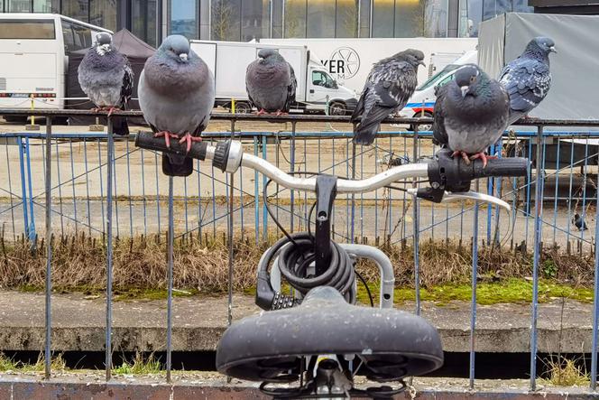 Veturilo przegrało bitwę z gołębiami. Stacja rowerów miejskich znika z Centrum stolicy