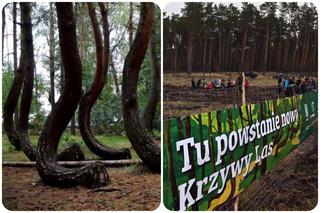 Pod Gryfinem posadzili nowy Krzywy Las. Będzie taki jak jego pierwowzór? [ZDJĘCIA]