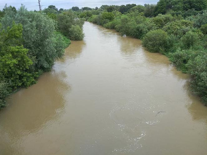 Wysoki Dunajec pod Tarnowem! Biała przy Azotach też przybiera