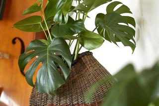 Ciekawe meble i dodatki do wnętrza