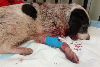 Weterynarze pomogli Tajce pogryzionej przez psy