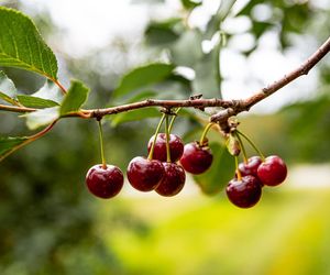 Raport toksycznych owoców i warzyw