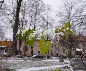 Pierwsze opady śniegu w listopadzie 2024 w dzielnicy Bronowice w Lublinie