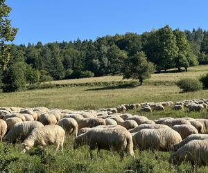 Łemkowie w Małopolsce. Ślady zostawione wszędzie