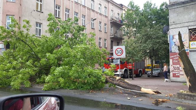 Sosnowiec: Powalone drzewo zablokowało drogę