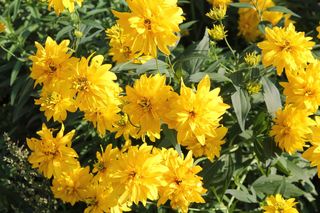 Rudbekia naga  - Rudbeckia laciniata