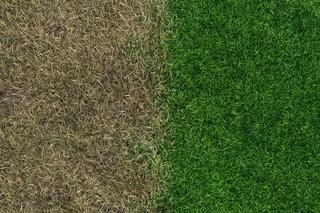 Podlewam tym trawnik 1 raz w miesiącu, a jest zielony jak na murawie. Sąsiad pęka z zazdrości, jak widzi gęstą trawę w moim ogrodzie. Domowy nawóz do trawnika 