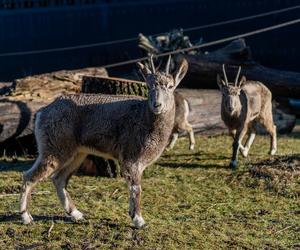 W łódzkim zoo zamieszkały koziorożce syberyjskie