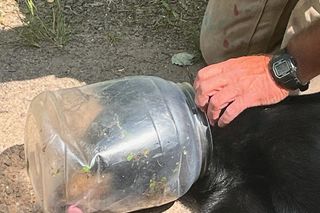  Niewiarygodne spotkanie z niedźwiedziem! Musisz to zobaczyć