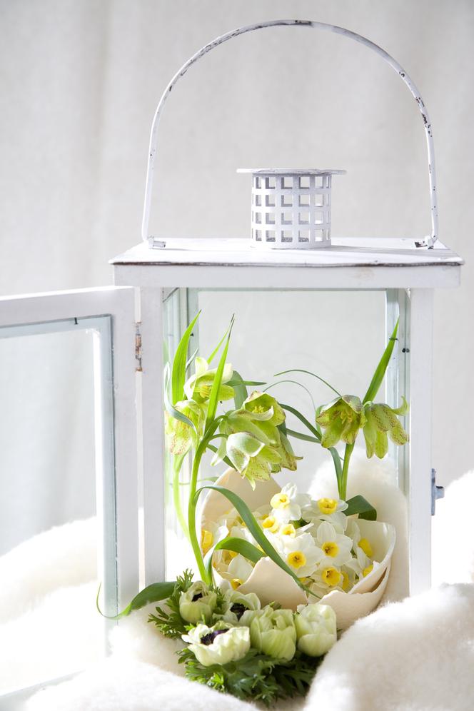 Wiosenne kwiaty w Twoim domu: lampion