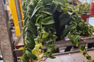 Co można było kupić na targach roślin w Rzeszowie.